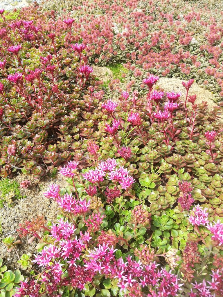 gazon vervangers laagblijvende sedum Sedum spurium Acaena microphylla 'Kupferteppich'