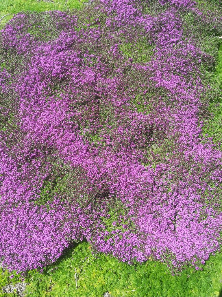Gazon vervangers kruiptijm Thymus praecox 'Coccineus' loopkamille Chamaemelum nobile 'Treneague' beloopbaar groen