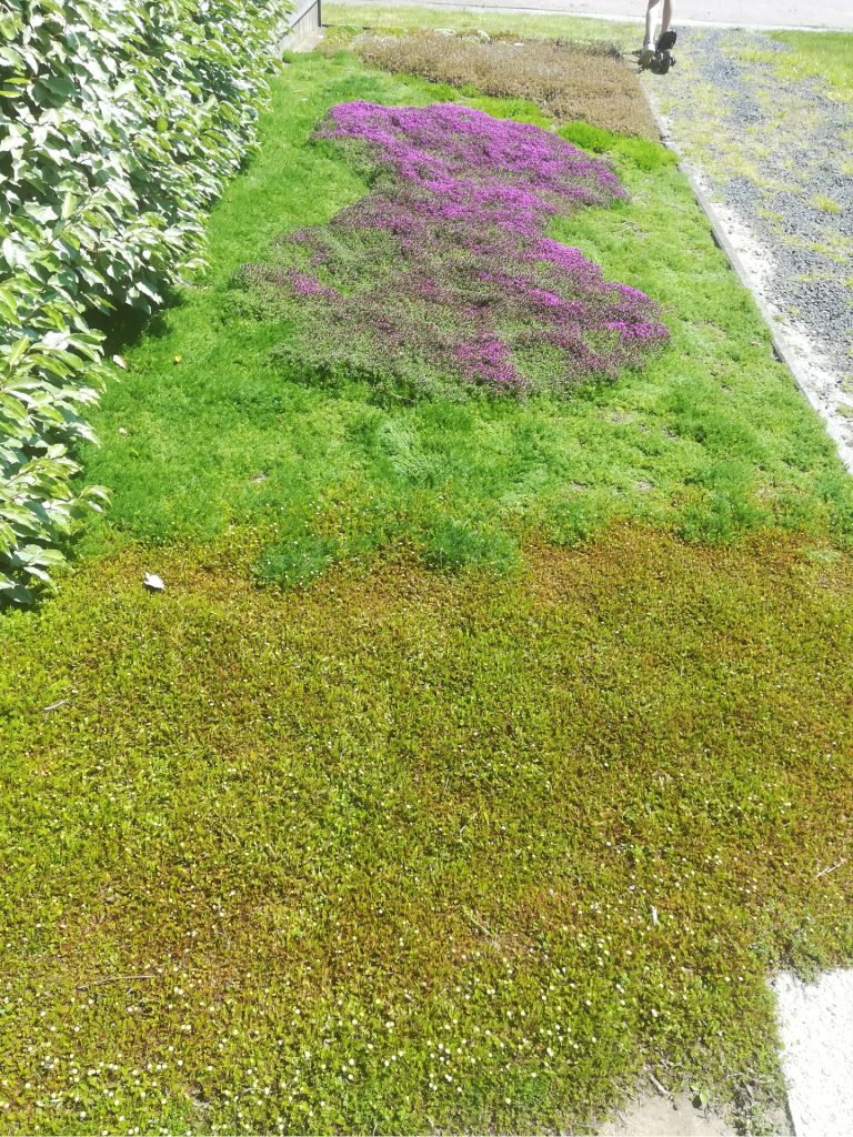 Gazon vervangers Leptinella squalida Thymus praecox 'Coccineus' Chamaemelum nobile 'Treneague'