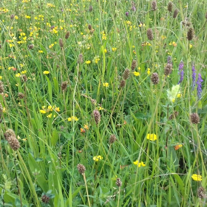 biodivers gazon biologisch ecologisch natuur combinatie gazon inheemse bloemen