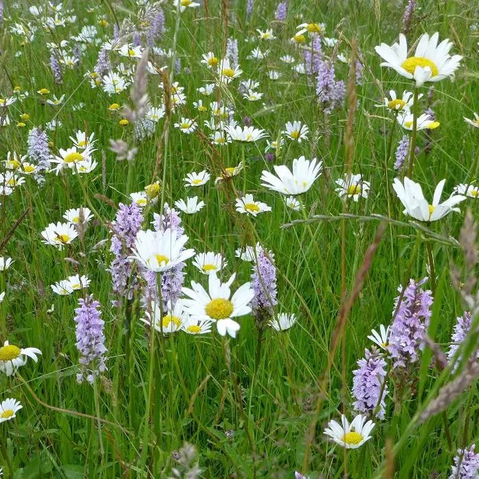 biodivers gazon ecologische biologisch bloeiende planten geur natuurlijk