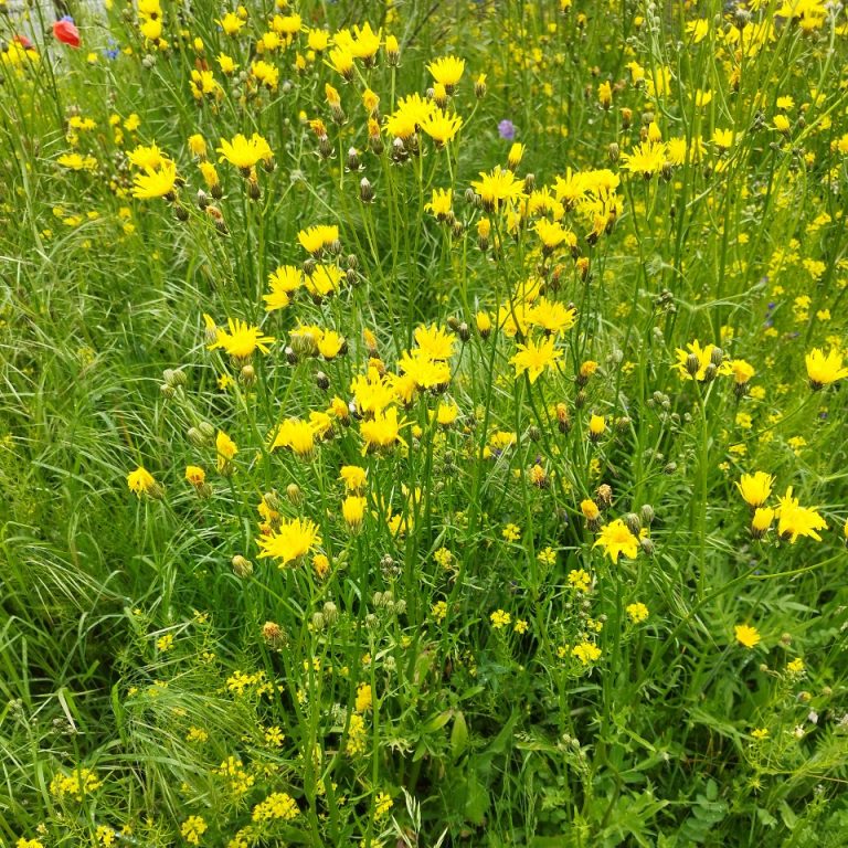 Biodivers gazon bloemenrijk