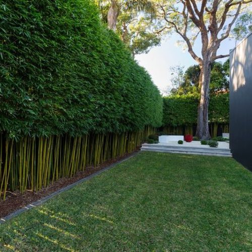 Bamboe haag op hoogte privacy