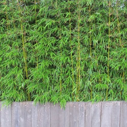 Bamboe haag privacy strak