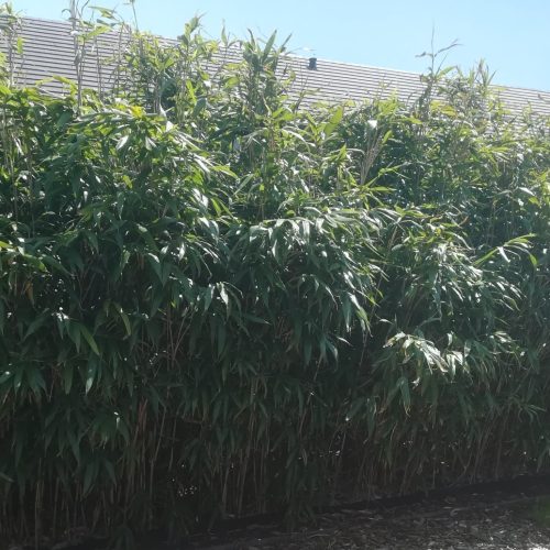 Bamboe haag privacy Pseudosasa japonica
