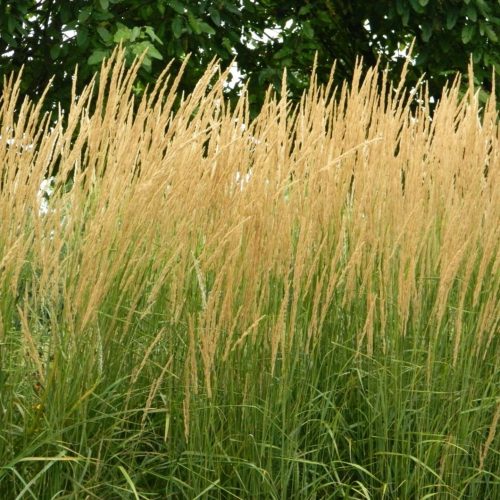 Pluimstruisgras Calamagrostis acutiflora 'Karl Foerster' siergras