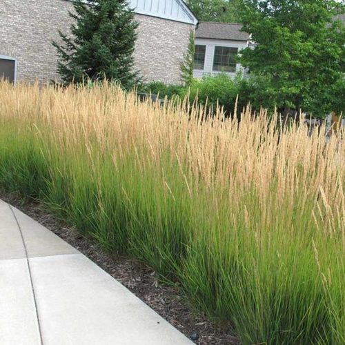 Pluimstruisgras Calamagrostis acutiflora 'Karl Foerster' siergras