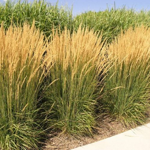Pluimstruisgras Calamagrostis acutiflora 'Karl Foerster' siergras