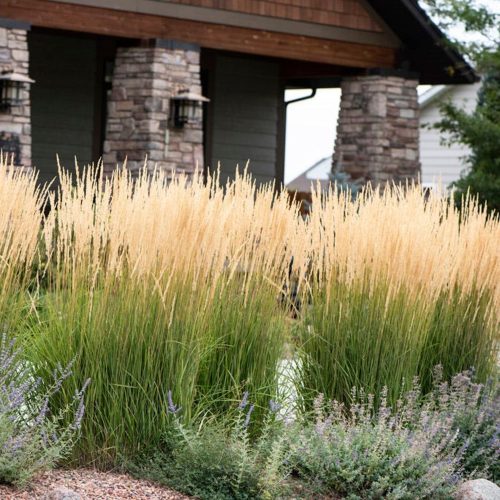 Pluimstruisgras Calamagrostis acutiflora 'Karl Foerster' siergras