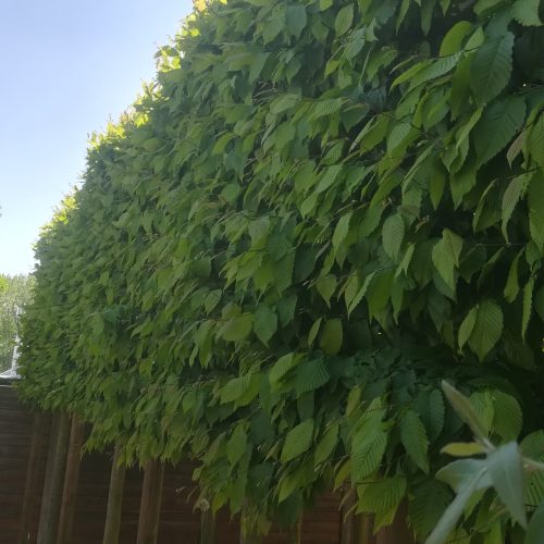 Haagbeuk carpinus betulus leischerm boom