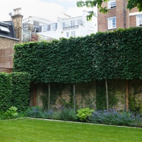 Beuk Fagus sylvatica leischerm privacy bladhoudend