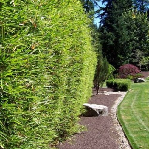 Bamboe Fargesia robusta 'Campbell' haag privacy
