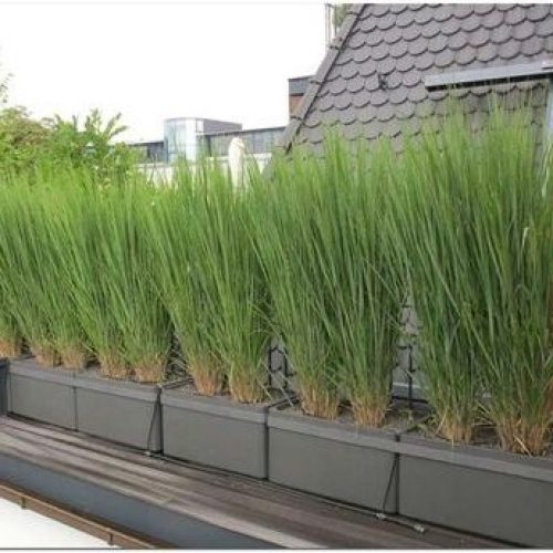 vingergras Panicum virgatum 'Northwind' siergras plantenbakken