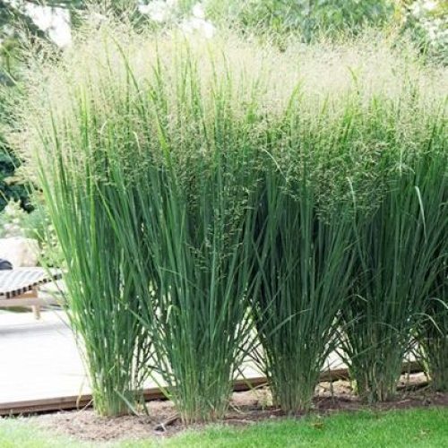 vingergras Panicum virgatum 'Northwind' siergras haag