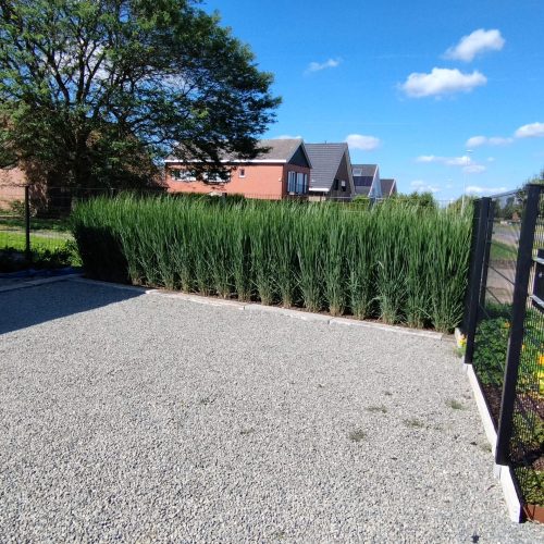 vingergras Panicum virgatum 'Northwind' siergras haag