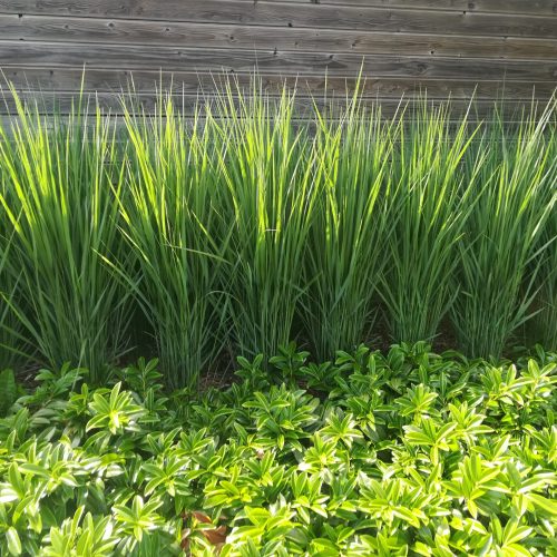 Hoog vingergras Panicum virgatum 'Northwind' siergras