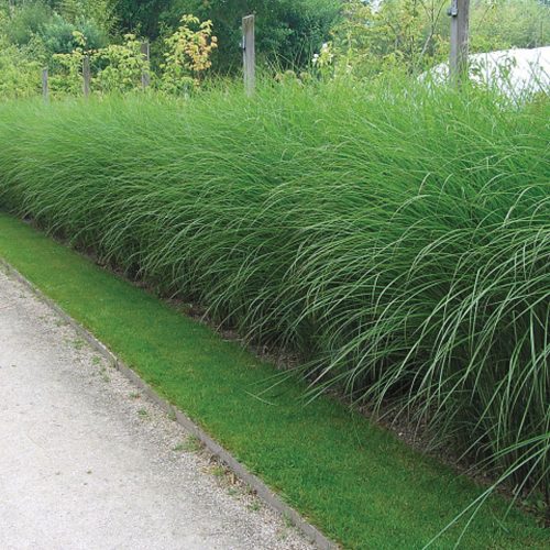 Prachtriet Miscanthus sinensis 'Gracillimus' siergras