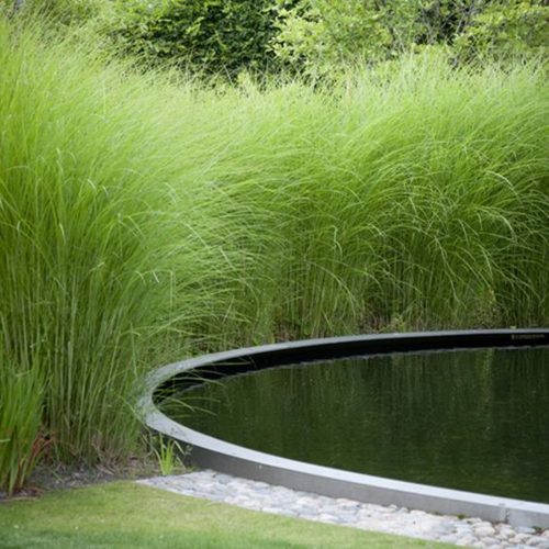 Prachtriet Miscanthus sinensis 'Gracillimus' siergras