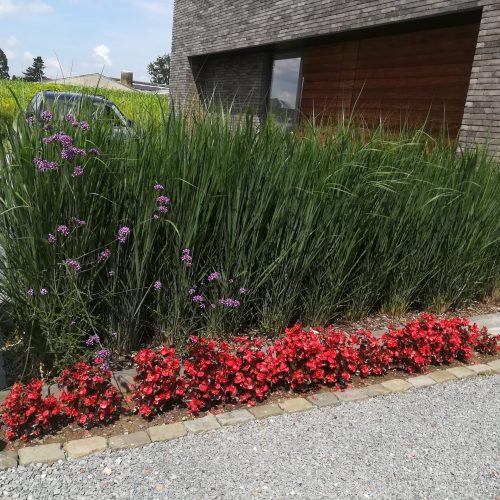 Hoog vingergras Panicum virgatum 'Northwind' siergras
