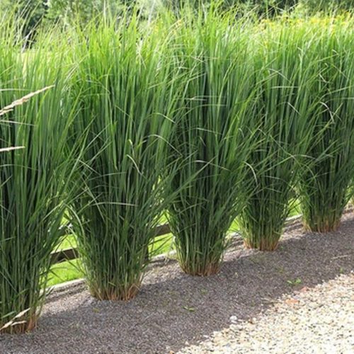 Hoog vingergras Panicum virgatum 'Northwind' siergras